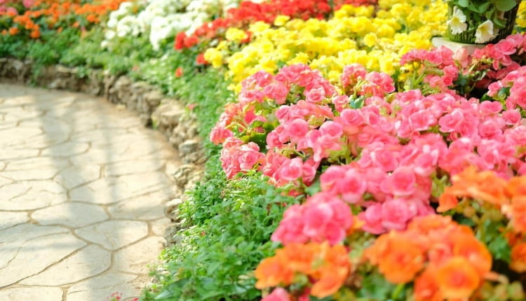 begonia dragon kompozycje kwiatowe