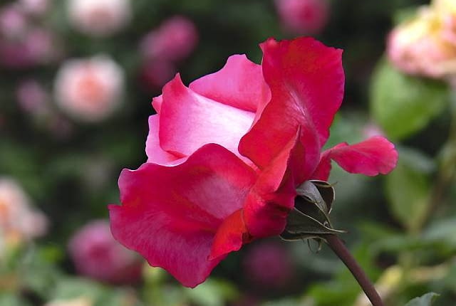 Róże. Odmiana 'Venrosa' - róża wielkokwiatowa o kielichowatych dużych karminowych kwiatach i pięknym zapachu