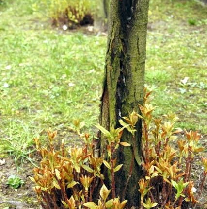 Pękające pnie drzew