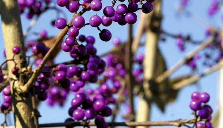 Pięknotka bodiniera w stanie bezlistnym