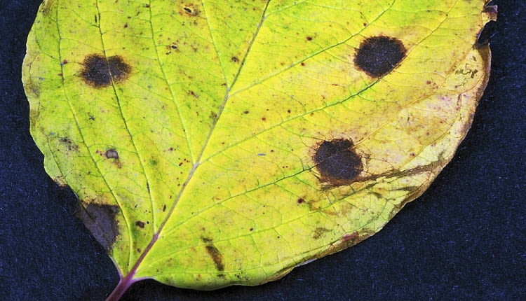 Plamistość liści derenia.