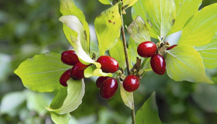 Zdrowy dereń jadalny może dożyć 100 lat. Nie należy go przesadzać ani zalewać.