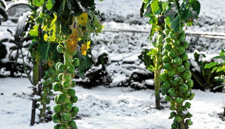 Brussel Sprouts Left to Overwinter in Snow Covered Allotment, UK