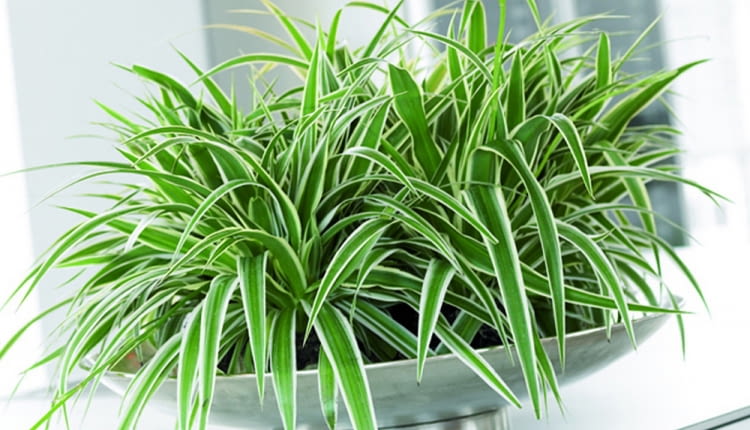 Zielistka. Jej liście tworzą "potarganą czuprynę" czuprynę. Spomiędzy wąskich blaszek wyrastają długie pędy z kępkami rozmnóżek - młodych roślinek z rozetkami liści i zaczątkami korzeni. To nadaje zielistce efektowny wygląd. W sprzedaży są odmiany o zielonych lub paskowanych liściach. jedne i drugie znoszą nawet długotrwałe przesuszenie, świetnie rosną z dala od okna. Lepeij jednak nie zaniedbywać ich zupełnie i raz w tygodniu podlać. Zimą można je pozostawić w ciepłym pokoju, ale lepiej znoszą ten okres w chłodniejszym (18-20 st. C).