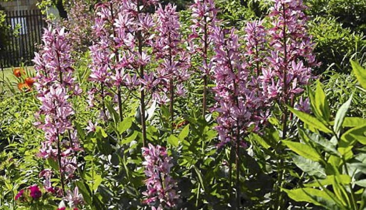 03.06.2003 CELESTYNOW WOJEWODZTWO MAZOWIECKIE OGROD PRYWATNY BYLINY DYPTAM JESIONOLISTNY DICTAMNUS ALBUS KWIATY FOT PAWEL SLOMCZYNSKI / AGENCJA GAZETA , SLOWA KLUCZOWE: OGRODY ROSLINY