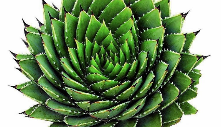 ALOE POLYPHYLLA uchodzi za perłę wśród aloesów. Rośnie bardzo powoli, a jego liście układają się w skręconą spiralnie, niską rozetę. Egzemplarz widoczny na zdjęciu jest wyjątkowo okazały, ma kilkanaście lat.
