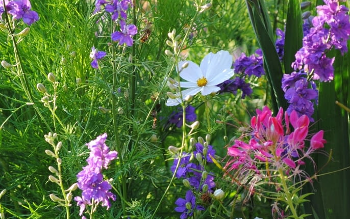 Kwiaty jednoroczne. Na rabacie angielskiej rosną swobodnie posadzone kosmosy, kleome ciernista i ostróżeczka polna