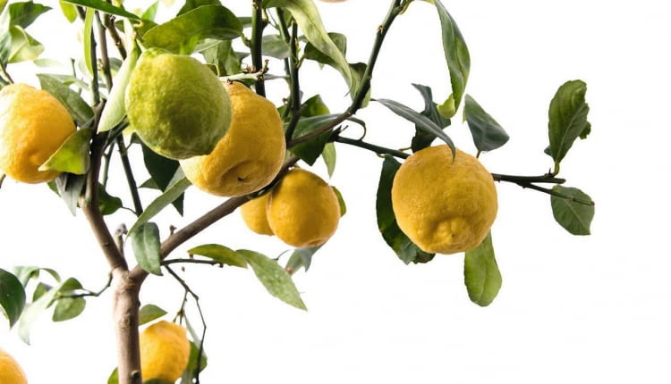 CYTRYNĘ dobrze jest wystawić na całe lato na balkon lub do ogrodu.