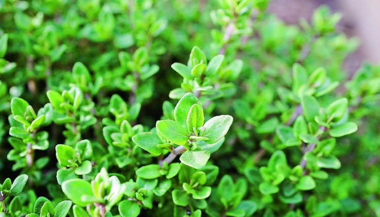 Tymianek słabo zimuje, więc uprawia się go jeden sezon. Pędy ścinamy przed kwitnieniem.