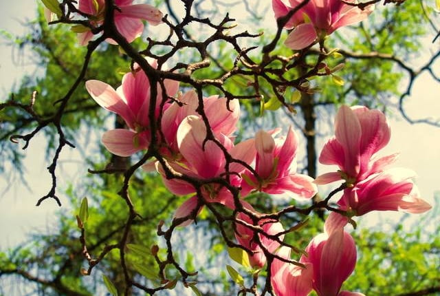 Magnolia zakwita wczesną wiosną - przed rozwojem liści