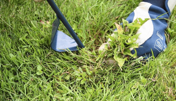 TRAWNIK ODCHWASZCZANIE FOT. KATARZYNA DYRSKA PUBLIKACJA KWIETNIK NR 4 (160) - 4 2008 PUBLIKACJA LADNY DOM NUMER SPECJALNY - OGROD 1/2011 - 4 2011 SLOWA KLUCZOWE: ROSLINY OGRODNICTWO ZDJĘCIE DO WKŁADKI: PUBLIKACJA KWIETNIK NR 4 (160) - CZASOPISMA