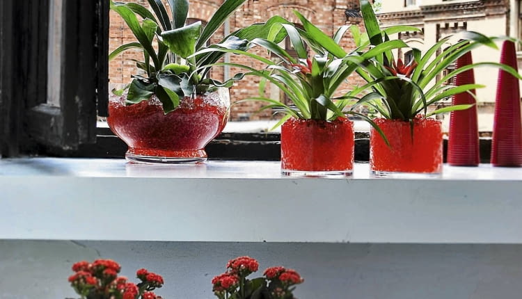 WNETRZA ROSLINY GUZMANIA , KALANCHOE PODLOZE ZEL STYLIZACJA MALGORZATA KALENIK FOT. KRZYSZTOF ZASUWIK PUBLIKACJA CZTERY KATY NR 11 (181) - 11.2006 SLOWA KLUCZOWE: ROSLINY WNETRZA