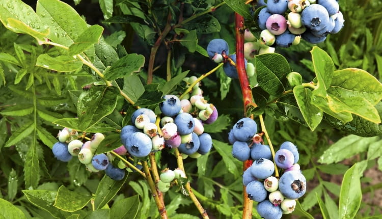 Zbyt gęsto rosnące borówki mogą słabiej owocować.