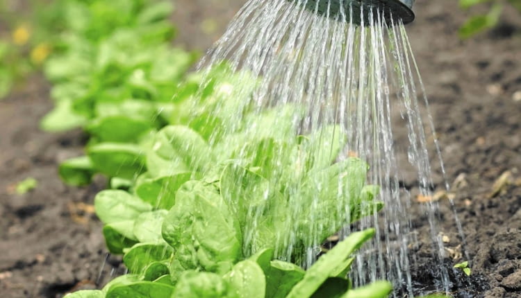 Szpinak wysiewa się w rzędach oddalonych o 20 cm, a rośliny przerywa co 7 cm. Należy je podlewać, odchwaszczać i spulchniać ziemię.