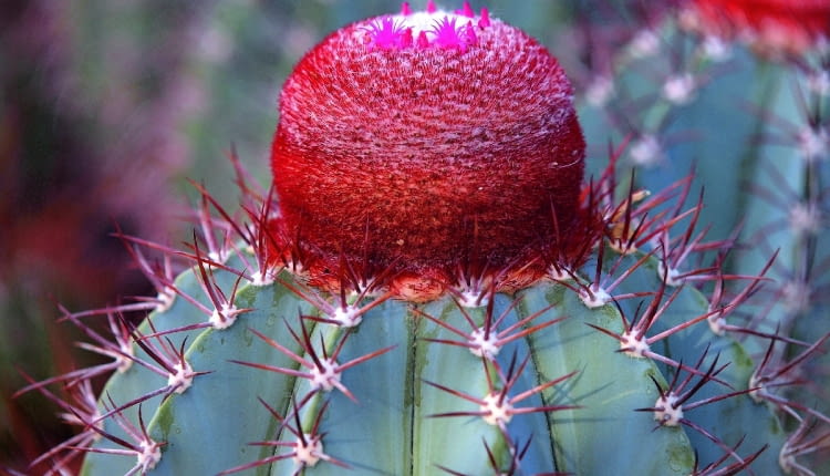 Melokaktusy z wiekiem tworzą cefalium - narośl przypominającą czapeczkę.