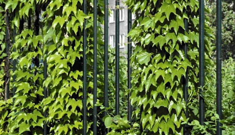 Dachówkowato ułożone liście winobluszczu trójklapowwego są idealną ochroną przed deszczem, wiatrem i słońcem