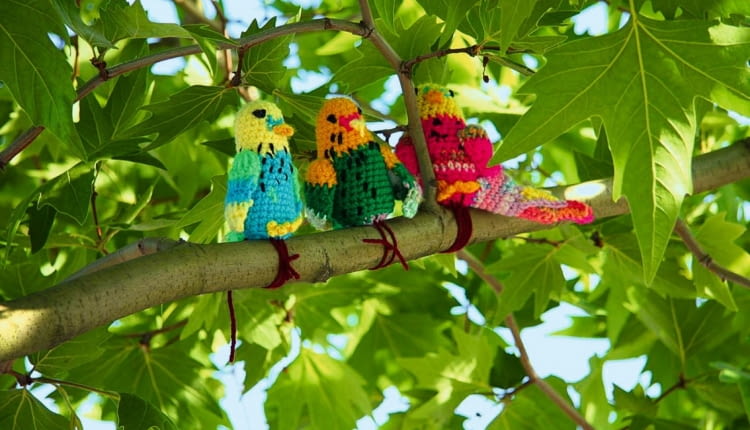 KOLOROWE WŁÓCZKOWE PAPUGI mogą przysiąść na gałęziach drzew również w naszym ogrodzie.