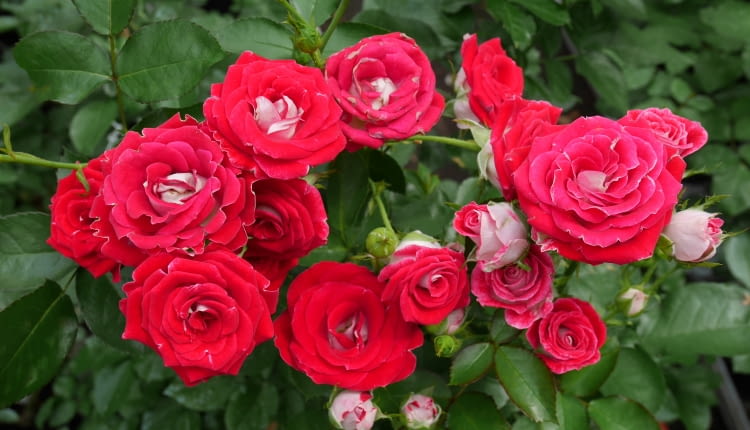 Róża 'Schone koblenzerin'