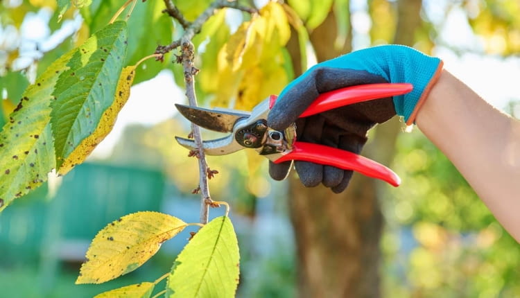 przycinanie czereśni