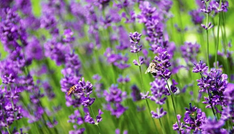 Lawenda wąskolistna (Lavandula angustifolia)