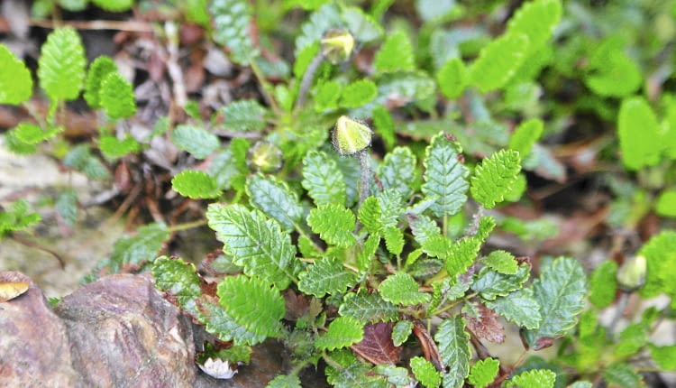 Dębik (Dryas octopetala)
