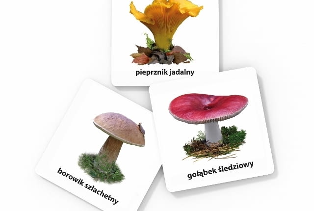 Gra edukacyjna grzyby
