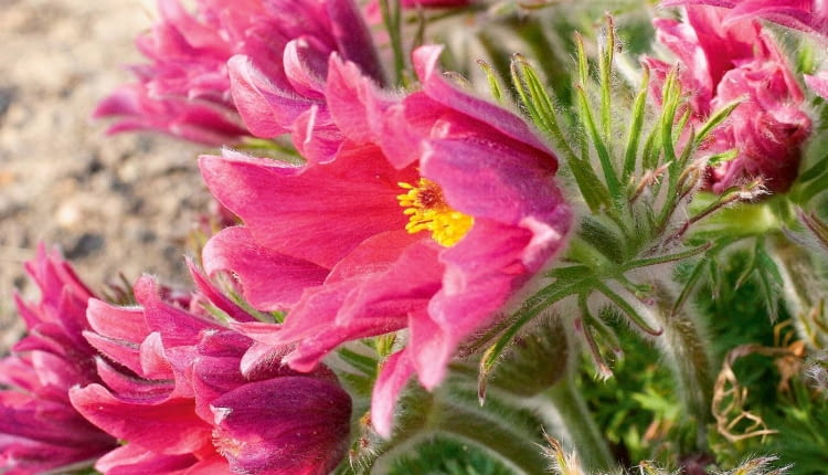 Rozchylające się pąki odmiany 'Papageno' ukazują liczne strzępiaste płatki.