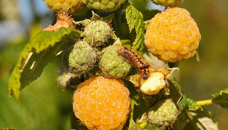 Malina 'Poranna Rosa'.