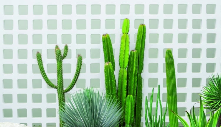 Najpiękniejsze kaktusy