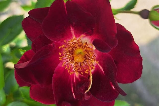 ‘Gotha 1250’ hod. Rosen Tantau 2025