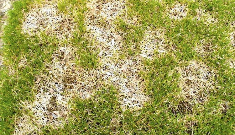 ONE TIME USE ONLY DO JEDNORAZOWEGO UZYCIA TRAWNIK PLESN CHOROBA WYWOLANA PRZEZ GRZYB MONOGRAPHELLA NIVALIS FOT. MARIA PRONCZUK PUBLIKACJA OGRODY NR 3 (107) - 3 2008 SLOWA KLUCZOWE: ROSLINY CHOROBY ZDJĘCIE DO WKŁADKI: PUBLIKACJA OGRODY NR 3 (107) - CZASOPISMA