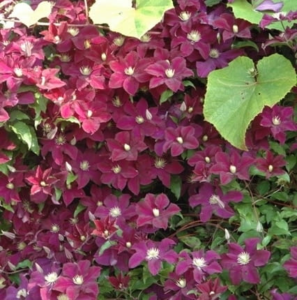 Powojnik (Clematis) 'Warszawska Nike'