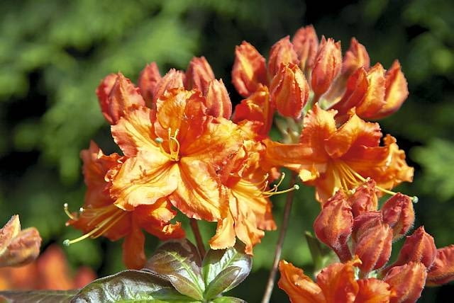 12.05.2009 PISARZOWICE SZKOLKA KRZEWOW OZDOBNYCH - EUGENIUSZ PUDELEK N/Z AZALIA " FASCHING " FOT. MICHAL MUTOR / AGENCJA GAZETA