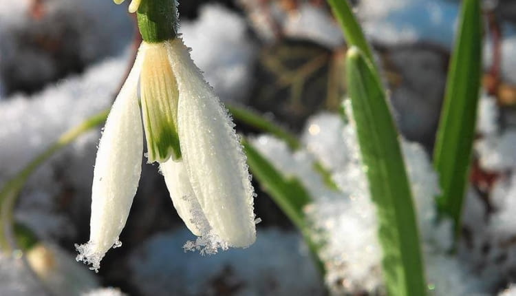 KWIATY ŚNIEŻYCZEK zamykają się, kiedy powraca mróz, a także na noc i przy pochmurnej pogodzie. Chłód znacznie przedłuża okres ich kwitnienia.