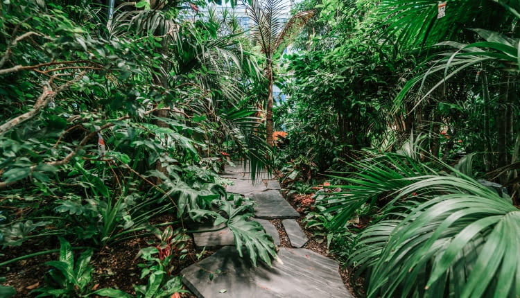 Olivia Garden