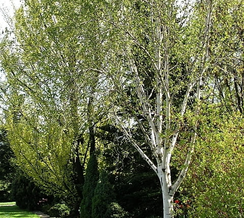 Brzoza pożyteczna (Betula utilis 'Doorenbos'). Drzewa ozdobne