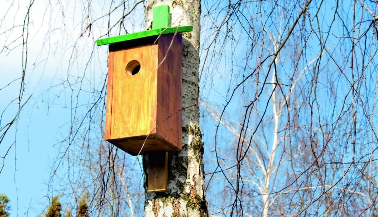 Gotowy domek najlepiej zawiesić na pniu lub słupku w pobliżu krzewów, które w razie potrzeby będą też dobrą kryjówką.