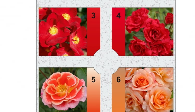 Rabata prostokątna - Różanka 5