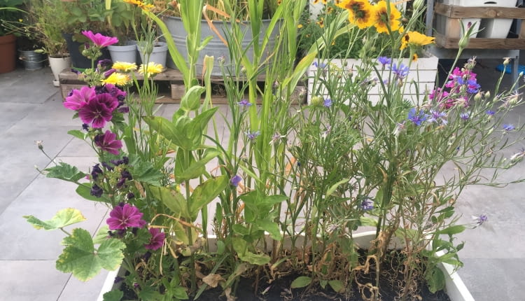 Kwietna łąka w donicy