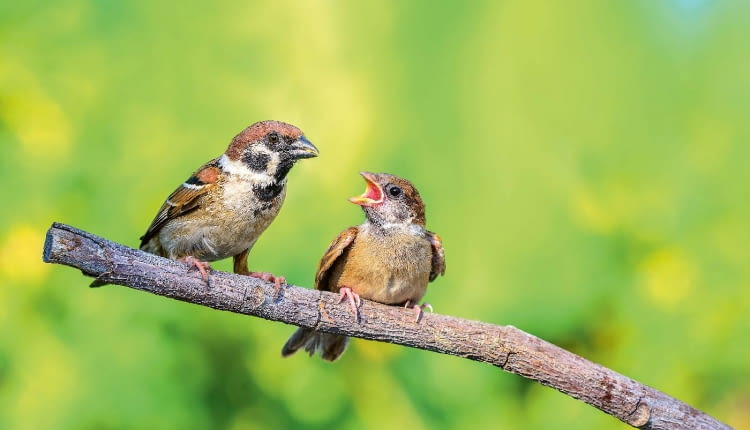 Mazurki (dorosły i podlot)