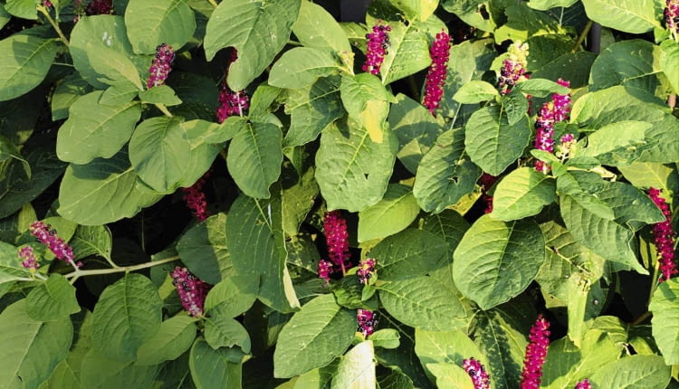 PHYTOLACCA AMERICANA, AMERICAN POKEWEED SLOWA KLUCZOWE: Blume BlŁte Farbe Farbstoff Flora Frucht Gift Giftig Perennial Pflanze Sommer Staude einfšrben fšrben giftiger rot