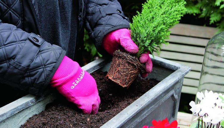 Na widocznym z salonu stole ustawiam coraz to nowe dekoracje roślinne w ozdobnych pojemnikach. Na początek zimy proponuję energetyczną kompozycję w czerwieni. W ziemi, którą trzymam w garażu (nie zamarznie), sadzę jako 'bazę' małe iglaki (tutaj cyprysik). To najwyższe piętro kompozycji.