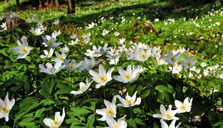 Zawilec gajowy porasta w lasach duże obszary. W ogrodzie można mu powierzyć rolę rośliny okrywowej.