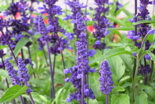 Byliny, które można rozmnażać wiosną przez podział - Szałwia omszona