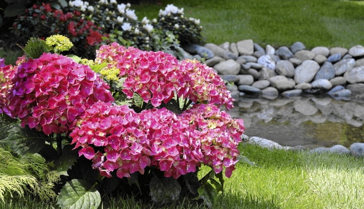 Hortensja ogrodowa zawiązuje pąki już latem. Zimą bez osłony mogą one przemarznąć.