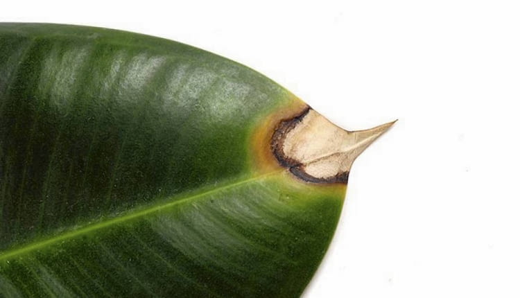 Liść fikusa. Choroby kwiatów doniczkowych