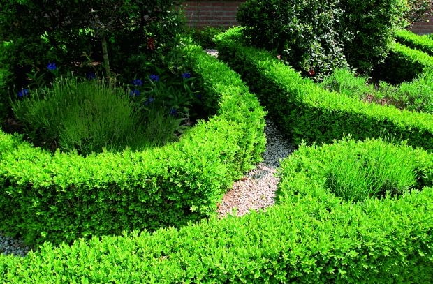 Bukszpan wiecznie zielony (Buxux sempervirens) idealnie nadaje się na zimotrawałe, niskie żywopłoty.