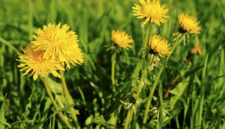 Mniszek pospolity (lekarski) nie jest wybredny co do rodzaju gleby. Jego obecność wyklucza jednak glebę podmokłą.
