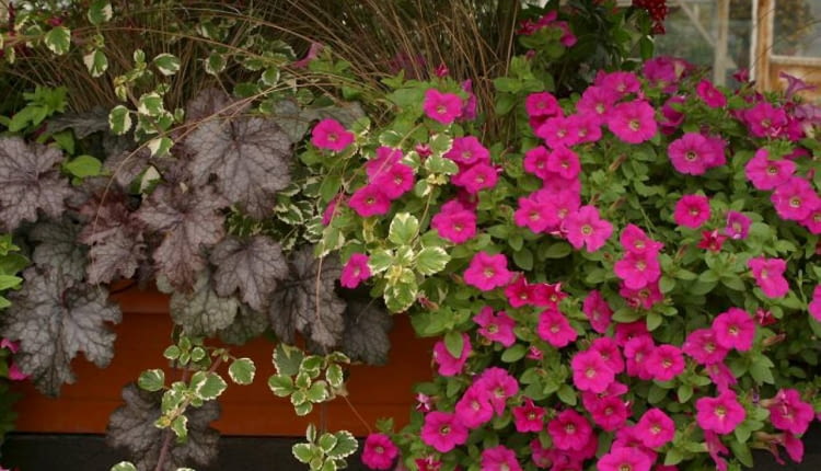 05.09.2003 ZABORZE WOJEWODZTWO SLASKIE FIRMA PLANTPOL KOMPOZYCJA NA STOJAKU ROZOWA SURFINIA PLEKTRANTUS HEUCHERA ZURAWKA TURZYCA CAREX BALKON TARAS FOT. PAWEL SLOMCZYNSKI / AGENCJA GAZETA PUBLIKACJA KWIETNIK NR 5 (113) - 5.2004 SLOWA KLUCZOWE: KWIATY OKLADKI ROSLINY ZDJĘCIE DO WKŁADKI: PUBLIKACJA KWIETNIK NR 5 (113) - CZASOPISMA