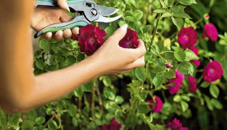 Pielęgnacja róż